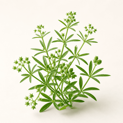 Cleavers (Galium aparine)